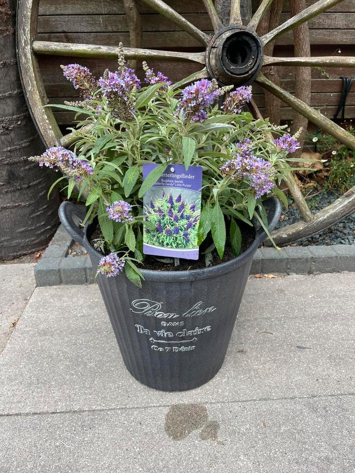 Mooie kleinblijvende paarse vlinderstruik, Tuin en Terras, Planten | Tuinplanten, Overige soorten, Volle zon, Zomer, Ophalen