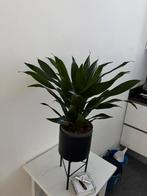 Groene kamerplant in pot, Huis en Inrichting, Ophalen, Overige soorten, Halfschaduw, In pot