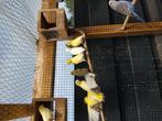 Kanaries, Meerdere dieren, Kleurkanarie