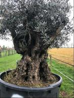 ❗️Actie️️️❗️ Tekoop olijfboom Olea europea, Ophalen of Verzenden, 100 tot 250 cm, Olijfboom, Zomer