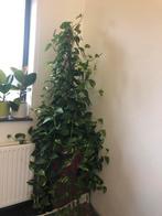 Plant met vaas, Ophalen of Verzenden, Overige soorten, Minder dan 100 cm