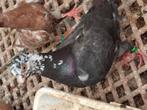 Sproetkop postduif, Dieren en Toebehoren, Vogels | Duiven, Vrouwelijk, Postduif