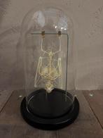 Mooie stolp met een vleermuis skelet, Ophalen of Verzenden, Nieuw, Overige soorten, Opgezet dier