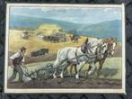 Schoolplaat met paarden (100 jaar oud), Antiek en Kunst, Antiek | Schoolplaten, Ophalen of Verzenden, Natuur en Biologie