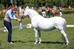 Kans voor liefhebber: Welsh A merries, Dieren en Toebehoren, Pony's, Merrie, 3 tot 6 jaar