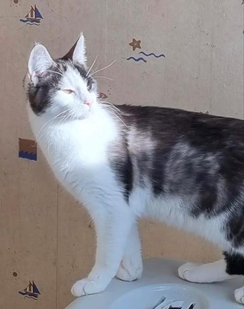 Kater, 2 jaar, 3/4e MC, 1/4e E.K Poes vol MC van 7 jaar, Dieren en Toebehoren, Katten en Kittens | Raskatten | Langhaar, Meerdere dieren