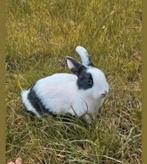 Super schattig lief dwergkonijn ventje van 10weken jong! Bla, Dieren en Toebehoren, Konijnen, Mannelijk, Dwerg, 0 tot 2 jaar