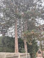 Gezocht boomen kapper verwijderaar, Tuin en Terras, Haardhout, Minder dan 3 m³, Ophalen of Verzenden