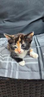 6 Superlieve kittens zoeken nieuw personeel., Meerdere dieren