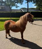 Bloedmooie drachtige shetlander merrie!!, Dieren en Toebehoren, Pony's, Niet van toepassing, A pony (tot 1.17m), 3 tot 6 jaar