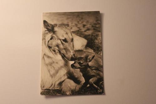 Oude z/w Honden Postkaart - Schotse Collie en Hert, Bambi, Verzamelen, Ansichtkaarten | Dieren, Ongelopen, 1940 tot 1960, Hond of Kat