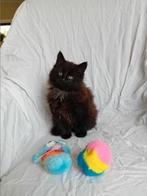 kitten, Kater, Langharig, 0 tot 2 jaar