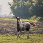Prachtig kruising tinker merrie veulen, Dieren en Toebehoren, Pony's, Merrie, A pony (tot 1.17m), 0 tot 2 jaar