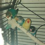 Agapornis 3 oudere en 3 jongen, Meerdere dieren