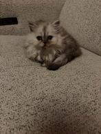 Perzische kittens, Dieren en Toebehoren, Meerdere dieren, Gechipt, 0 tot 2 jaar