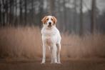 GaGa Animal Care - PLUTO (in een gastgezin in Den Velde OV), Particulier, Rabiës (hondsdolheid), Middel, 6 jaar of ouder