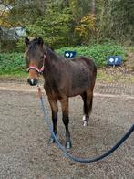 Makke pony’s tinker en new forest, Dieren en Toebehoren, Pony's, Ruin, 3 tot 6 jaar, B pony (1.17m tot 1.27m), Onbeleerd