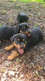 Rottweiler pups mogen naar nieuw huisje, Rabiës (hondsdolheid), 8 tot 15 weken, Groot, Meerdere