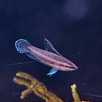 Parosphromenus species, Dieren en Toebehoren, Vissen | Aquariumvissen