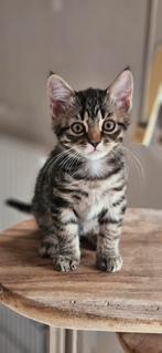 Noorse boskat x Europese korthaar kittens, Dieren en Toebehoren, Katten en Kittens | Overige Katten, Meerdere dieren