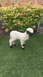 opgezet lammetje swartsnase walliser, Verzamelen, Ophalen, Nieuw, Opgezet dier