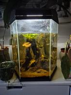 80L aquarium met stel maanvissen., Dieren en Toebehoren, Ophalen, Gebruikt, Gevuld zoetwateraquarium