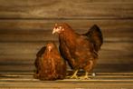 New Hampshire groot kippen | Jonge ingeënte dieren, Kip, Meerdere dieren