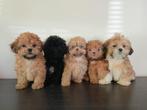 Mooie Boomer pups ShihTzu x Maltezer. Mogen al mee️, Dieren en Toebehoren, Nederland, Overige rassen, CDV (hondenziekte), 8 tot 15 weken