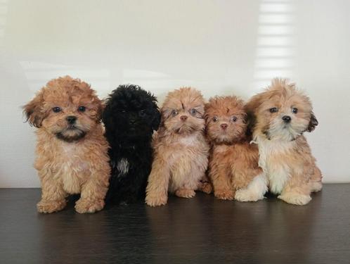 Mooie Boomer pups ShihTzu x Maltezer. Mogen al mee️, Dieren en Toebehoren, Honden | Chihuahua's en Gezelschapshonden, Meerdere dieren