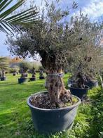 Dikke oude olijfboom TE KOOP NR: BL44, Overige soorten, 100 tot 250 cm, Zomer, Ophalen