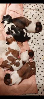 Raszuivere Shih tzu pups, Dieren en Toebehoren, Overige rassen, 8 tot 15 weken, CDV (hondenziekte), Meerdere