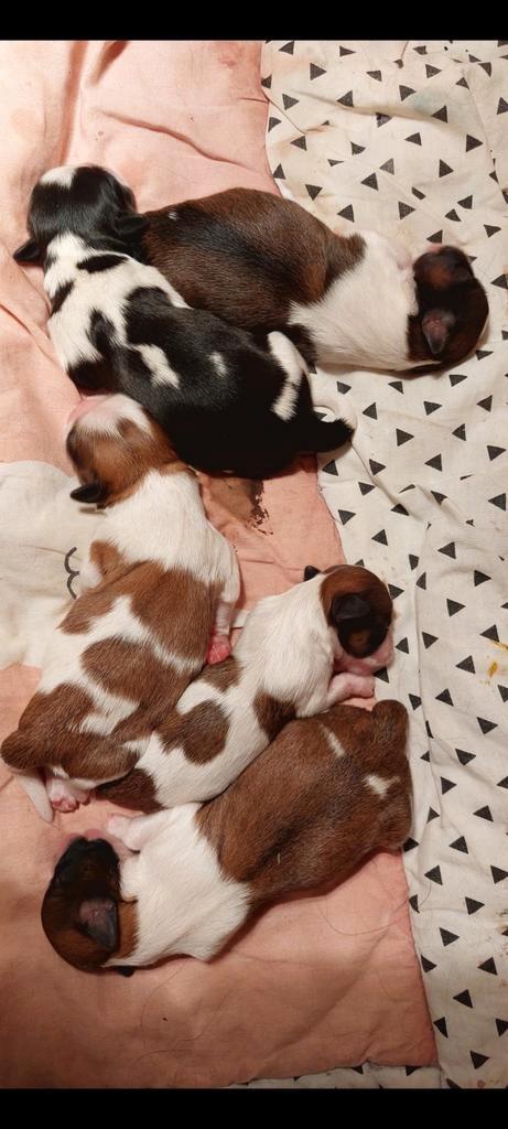 Raszuivere Shih tzu pups, Dieren en Toebehoren, Honden | Chihuahua's en Gezelschapshonden, Meerdere dieren, Overige rassen, Particulier