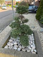 Japanse hulst Bonsai, Minder dan 100 cm, Zomer, Overige soorten, Ophalen of Verzenden