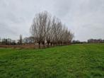 wilgentenen, Tuin en Terras, Planten | Bomen, Ophalen, Volle zon, Overige soorten