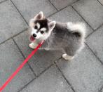 4 pomsky pups, Dieren en Toebehoren, Honden | Poolhonden, Keeshonden en Oertypen, 8 tot 15 weken, Meerdere, Meerdere dieren, Nederland