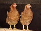 Te koop jonge legkippen ras Lohman bruin leghennen, Dieren en Toebehoren, Pluimvee, Vrouwelijk, Kip