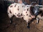 ZEER BESTE OVERJARIGE BONTE DEKRAM, Dieren en Toebehoren, Schapen, Geiten en Varkens, Mannelijk, Schaap