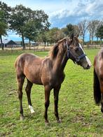 Braaf Smokey Black NRPS hengstveulen, Dieren en Toebehoren, Paarden, Hengst, Minder dan 160 cm, 0 tot 2 jaar
