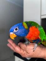 Lori van de blauwe bergen, Dieren en Toebehoren, Vogels | Parkieten en Papegaaien, Geslacht onbekend, Papegaai, Tam