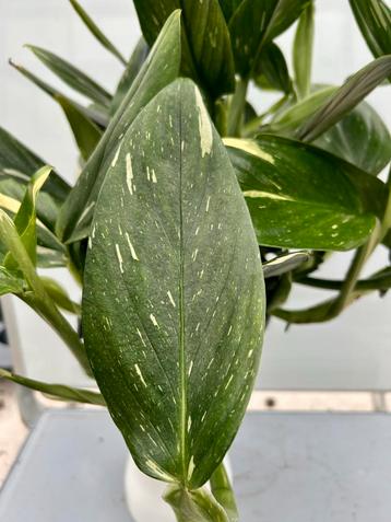 Philodendron Cobra Hangplant - Prachtige kamerplant! beschikbaar voor biedingen