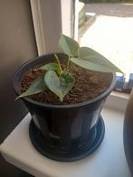anthurium roze, Ophalen, Overige soorten, Minder dan 100 cm