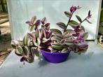 Tradescantia albif. 'Nanouk P19, Huis en Inrichting, Kamerplanten, Ophalen of Verzenden, Overige soorten, Minder dan 100 cm