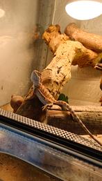 ;orange hypo mix  baardagaam 0.1, Dieren en Toebehoren, Reptielen en Amfibieën, Hagedis, Tam, 0 tot 2 jaar