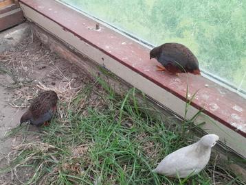 Chinese dwergkwartel haan (natuurbroed en handtam) beschikbaar voor biedingen
