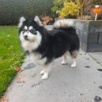 F3 Pomsky puppies verwacht. Mooi, gezond en erg vriendelijk, Dieren en Toebehoren, Rabiës (hondsdolheid), Overige rassen, 8 tot 15 weken