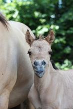 Veulens te koop - Wildkleur Fjord x Arabier en Welsh A, Dieren en Toebehoren, Merrie, 0 tot 2 jaar, Gechipt, Onbeleerd