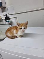 Poesje en katertje mogen direct opgehaald worden!, Meerdere dieren, Kortharig, 0 tot 2 jaar