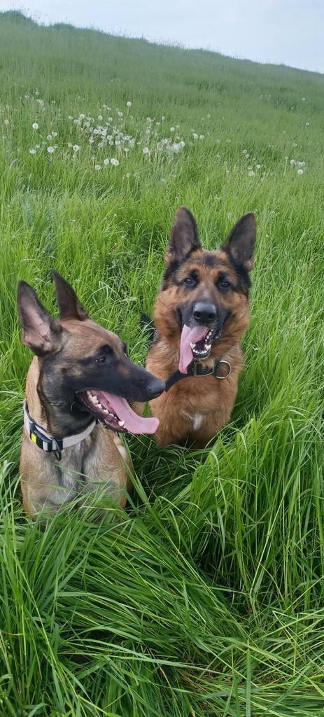 Super mooie Duitse herder te koop, Dieren en Toebehoren, Honden | Herdershonden en Veedrijvers, Reu, Herder, Particulier, Eén hond