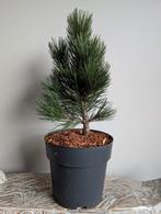 Pinus Heldreichii Compact Gem pre Bonsai, Bloeit niet, Halfschaduw, Minder dan 100 cm, Overige soorten