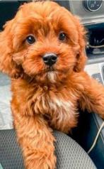 GEZOCHT maltipoo teefje foto is als voorbeeld, Dieren en Toebehoren, Rabiës (hondsdolheid), Overige rassen, 8 tot 15 weken, Teef